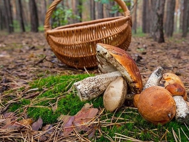 Заблукав у лісі та знепритомнів: на Кіровоградщині дивом врятували грибника-невдаху