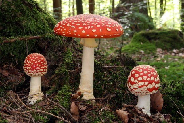 Жителька Кіровоградщини наїлась дикорослих грибів, потерпіла знаходиться у важкому стані